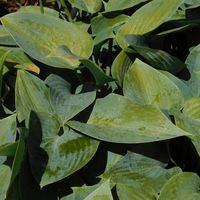 Hosta  'Halcyon'